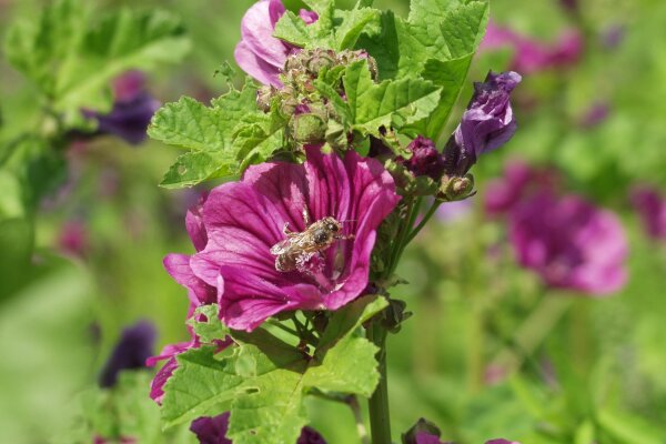 Malvenblüte auf der eine Biene sitzt