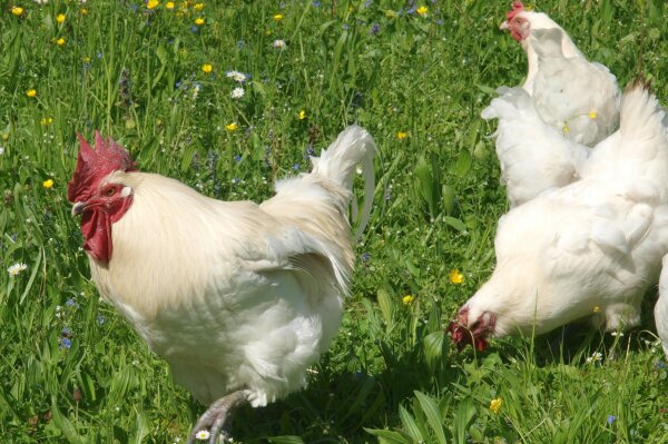 Freilaufende Hühner auf einer Wiese