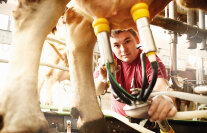 Landwirt steckt mit Melkzeug an das Euter einer Kuh