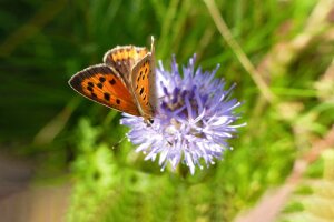 Schmetterling sitzt auf lila blühender Distel
