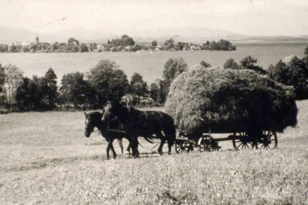 Ein historische Aufnahme eines Heuwagen mit zwei Pferden bespannt.