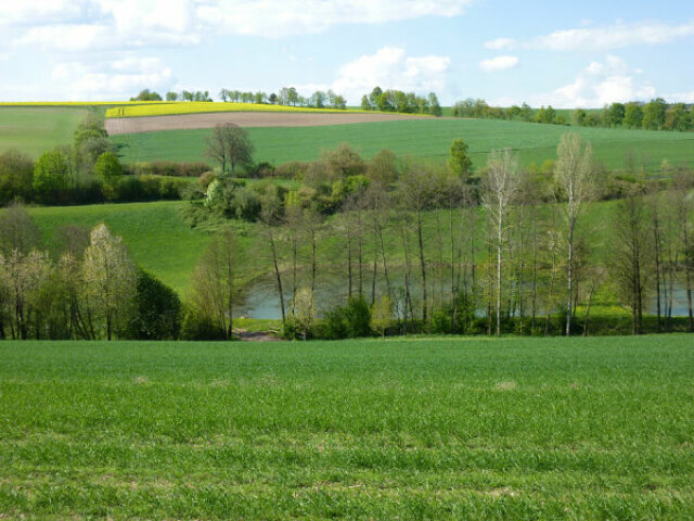 Ein Landschaftsbild mit einer grünen Wiese. Im Hintergrund stehen viele Bäume. 
