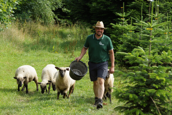 Shropshire-Schafe sorgen für die Beweidung der Flächen ohne die Christbäume zu verbeißen