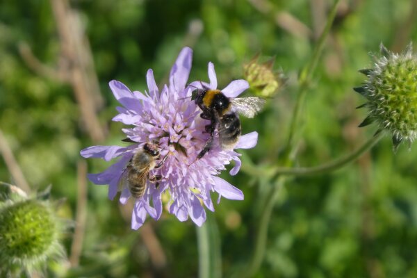 Erdhummel und Honigbiene auf Knautia-Blüte