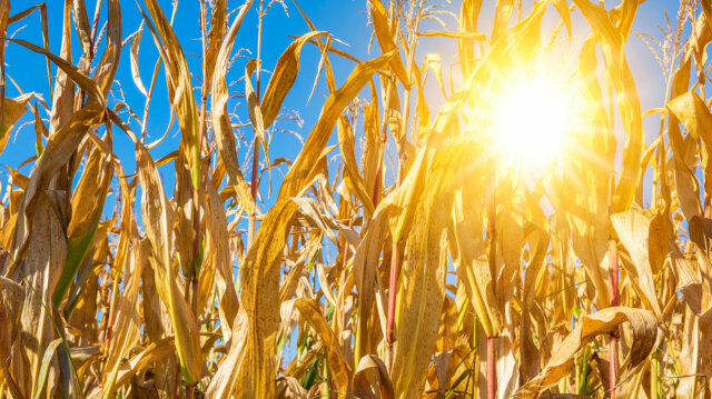 Sonne hinter Maisfeld