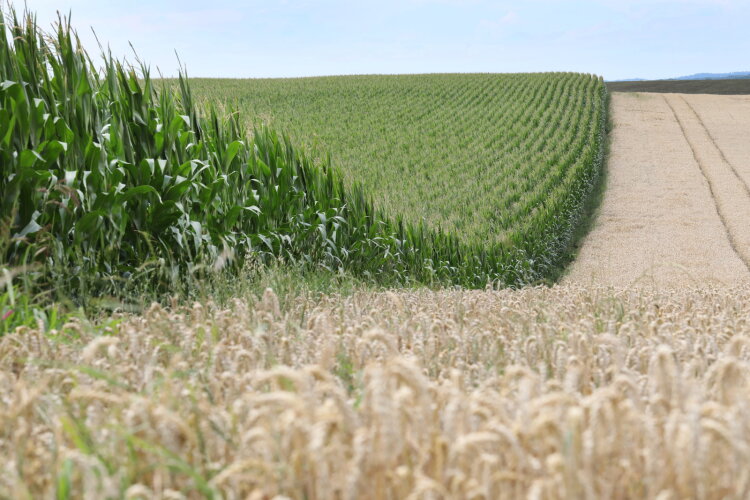 Ein Feld mit Mais und ein Feld mit Weizen nebeneinander.