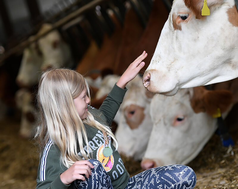 Mädchen streichelt Kuh im Stall