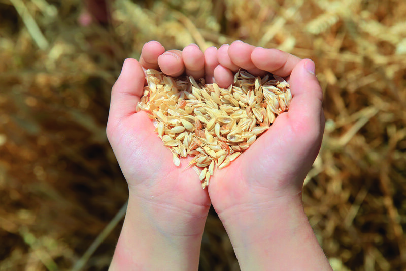 Getreidekörner in zwei geöffneten Händen (Foto: Den Kuvaiev/ThinkStock.com)