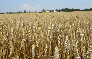 Getreidefeld mit erntereifem Weizen