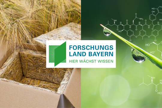Kollage: Forschungsland Bayern - Hier wächst Wissen