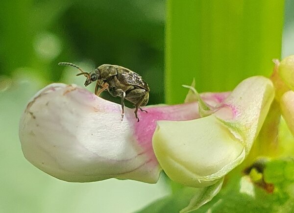 Käfer an einer Blüte.