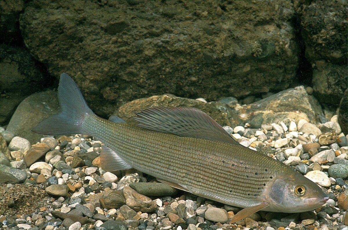 Fisch im Bach