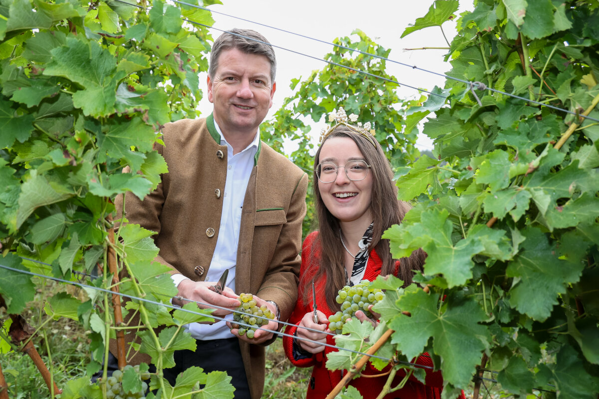 Die Fränkische Weinkönigin Lisa Lehritter und Staatssekretär Sandro Kirchner beim Beginn der Weinlese in Franken.