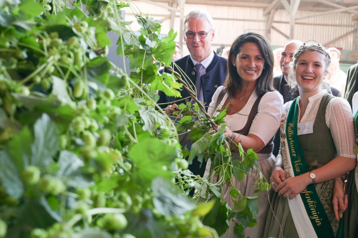 Adolf Schapfl, (Präsident Verband Deutscher Hopfenpflanzer e.V.), Landwirtschaftsministerin Michaela Kaniber und Anna Fischer (Hallertauer Vize-Hopfenkönigin) halten geerntete Hopfenpflanzen in den Händen.