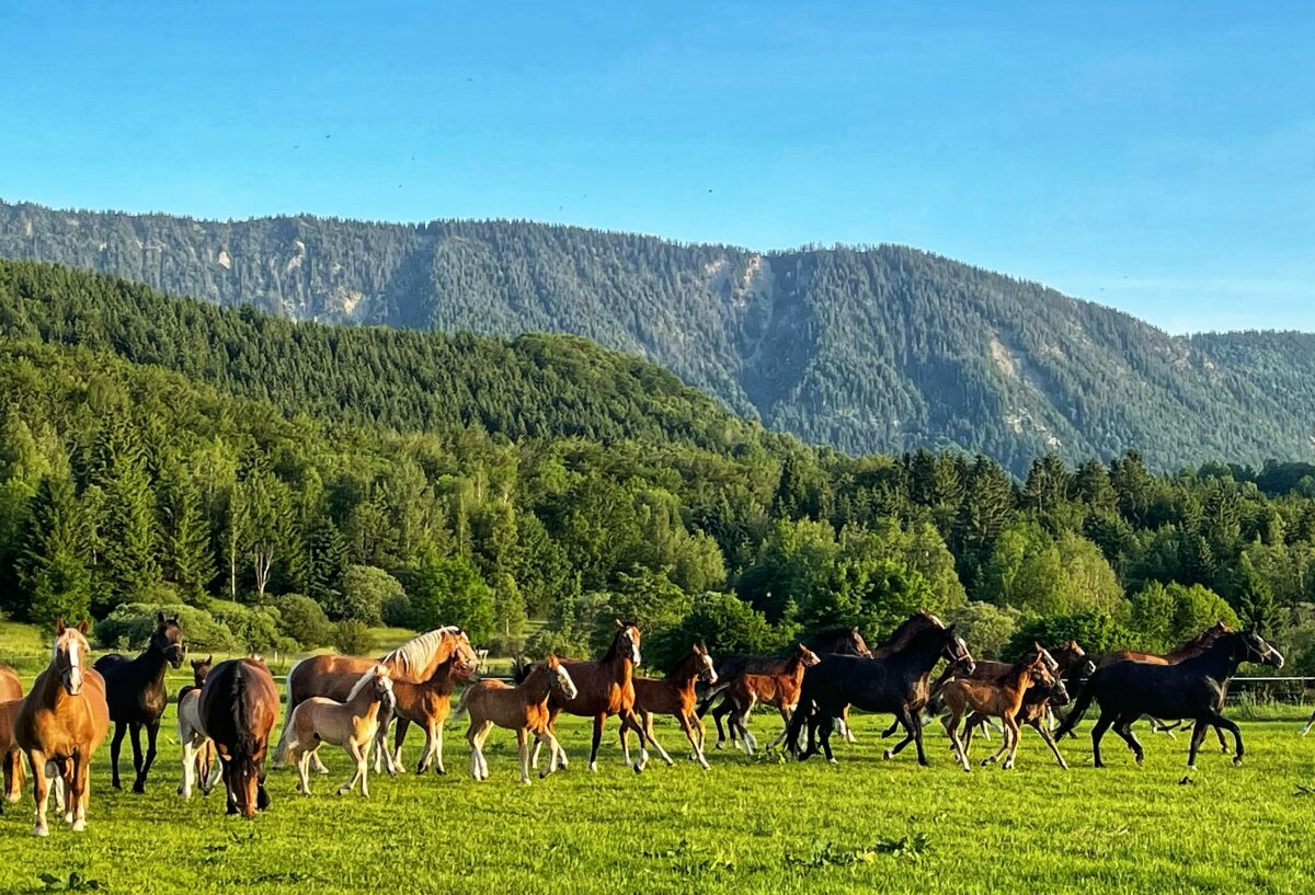 Pferdeherde auf der Koppel