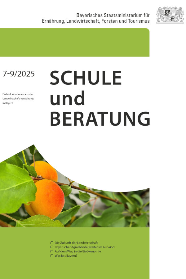 Aprikosen an einem Zweig