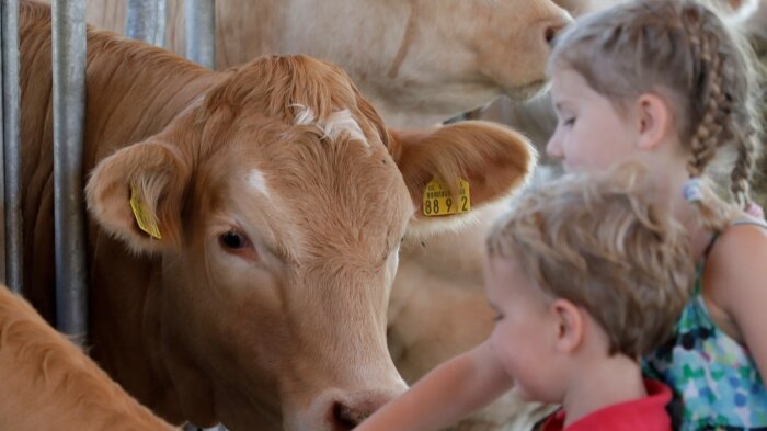 Zwei Kinder streicheln in einem Stall Kühe