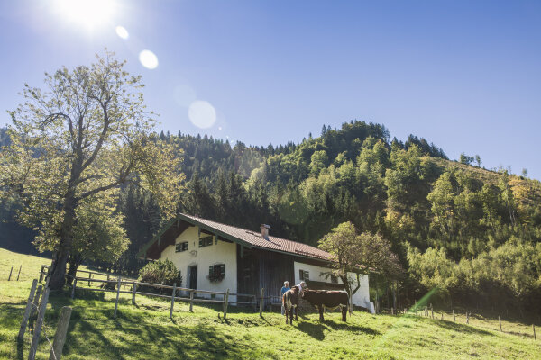 Eine Person steht vor zwei Kühen auf einer Wiese in den Bergen.